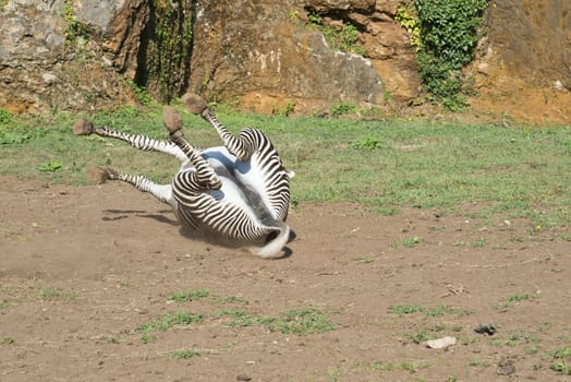 A beautiful African zebra in his natural environment