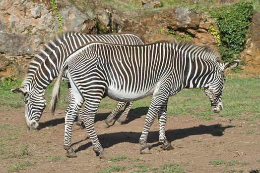 A pair of African zebras in their natural environment