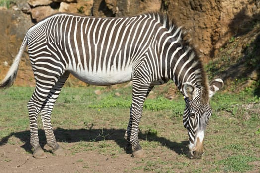 A beautiful African zebra in his natural environment