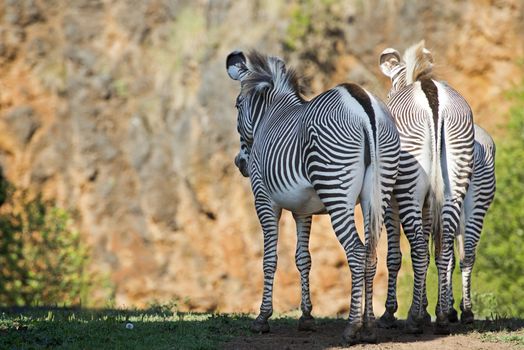 Zebras watching the sunset from a cliff to relax.
