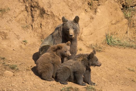 A brown bear with her three cubs in the wild.