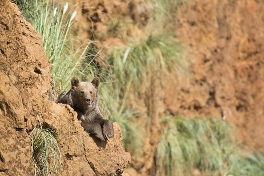 A brown bear climbing a cliff in his natural habitat.