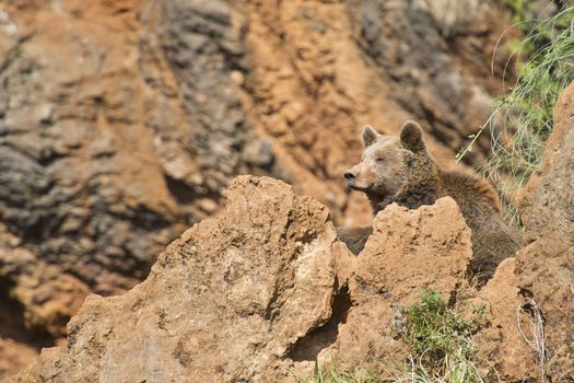 A brown bear climbing a cliff in his natural habitat.