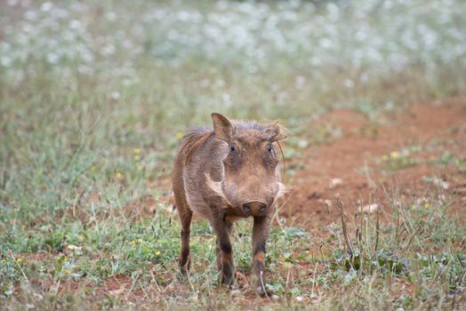 Closeup from a warthog gracing in his natural habitat