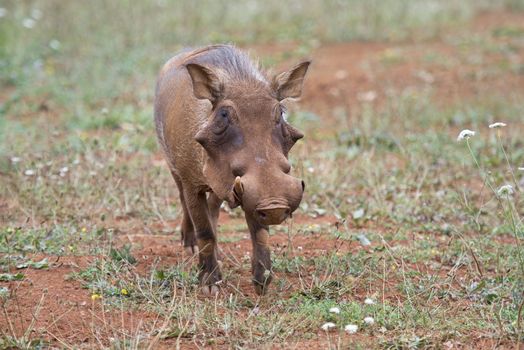 Closeup from a warthog gracing in his natural habitat