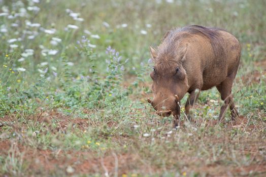 Closeup from a warthog gracing in his natural habitat