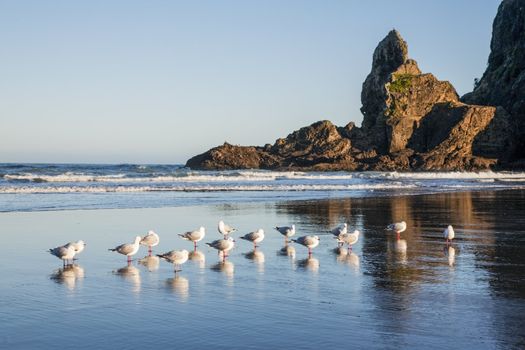 Piha Beach is on Auckland's west coast, is one of New Zealand's most beautiful beaches, and is popular both with families and surfers. Here it is in early spring, when you can have it almost to yourself.