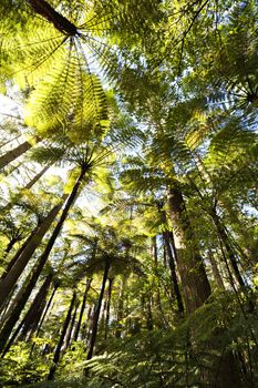 Forest of tree ferns and giant redwoods, Rotorua, New Zealand.
