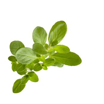 Marjoram on white background, viewed from above.