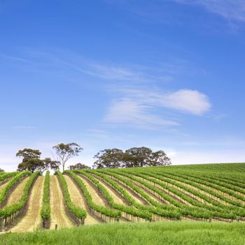 Vineyard in the Clare Valley, South Australia.