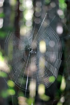 Empty net in the forest waiting for the master