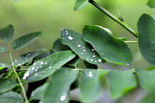 Water drop on the green leaves after rain