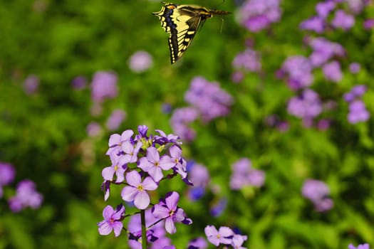 Yellow butterfly flying over summer mountains meadow