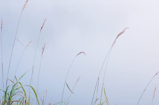 Green grass on the shore of the lake in the erly morning