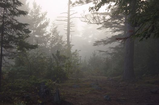 Early morning in forest of Killarney Park