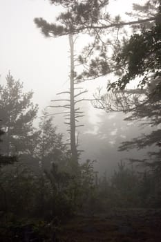 Early morning in forest of Killarney Park