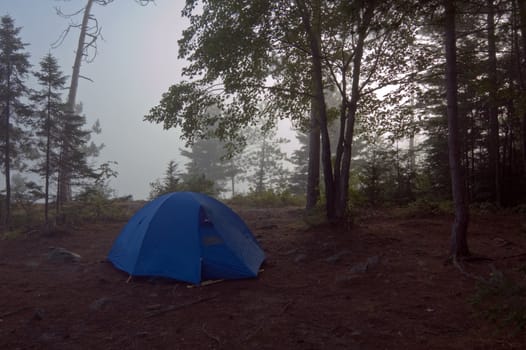 Early morning in forest of Killarney Park