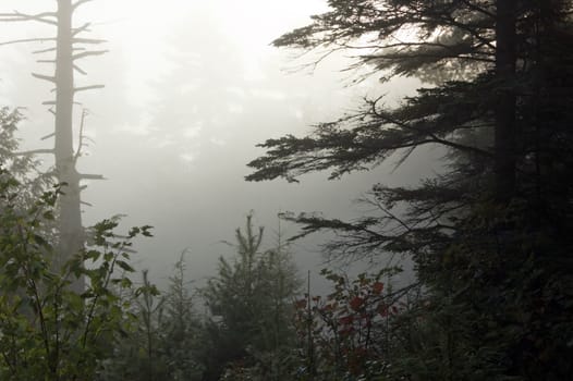 Early morning in forest of Killarney Park