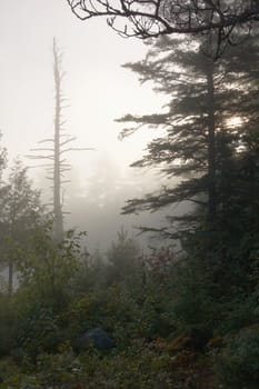 Early morning in forest of Killarney Park