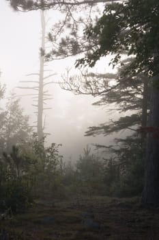 Early morning in forest of Killarney Park