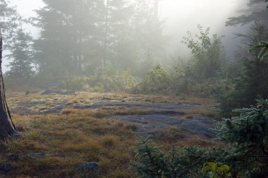 Sunbeams going through fog in summer morning