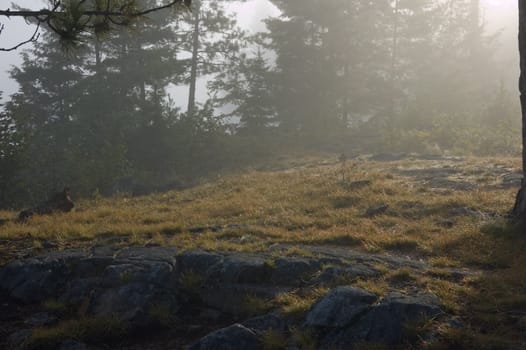 Early morning in forest of Killarney Park