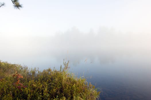 Green grass on the shore of the lake in the early morning