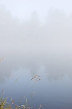 Dry grass on the shore of the lake in the erly morning