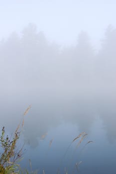 Green grass on the shore of the lake in the erly morning