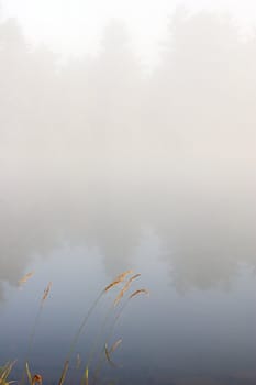 Green grass on the shore of the lake in the erly morning