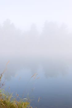 Green grass on the shore of the lake in the erly morning