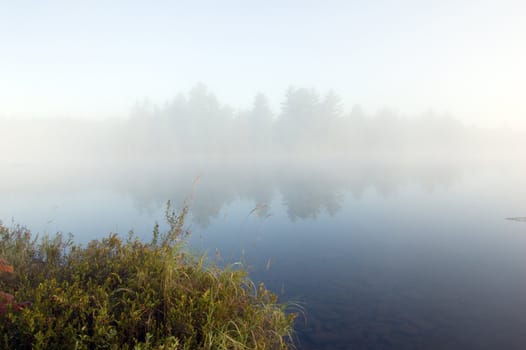 Green grass on the shore of the lake in the early morning