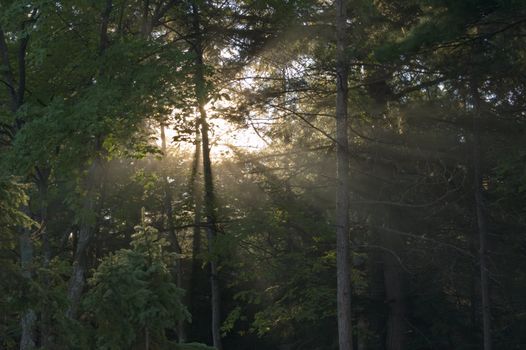 Early morning in forest of Killarney Park