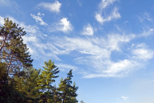 Blue sky and white clouds above pine forest