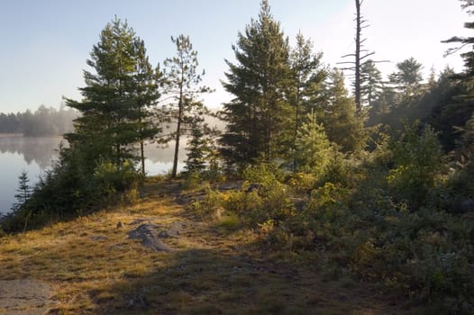 Early morning in forest of Killarney Park