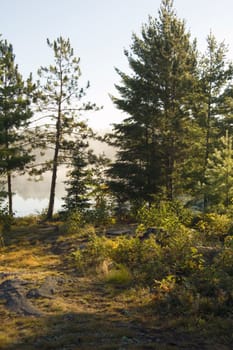 Early morning in forest of Killarney Park