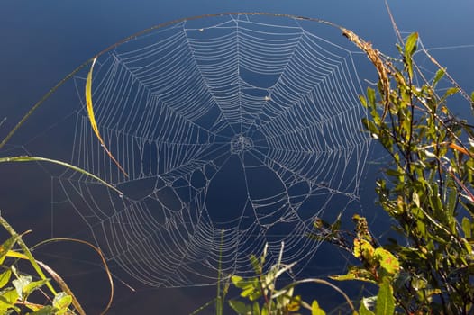 Spider web on high blade of grass in Killarney park