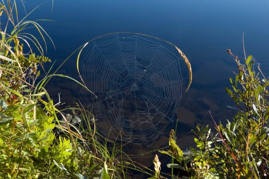 Spider web on high blade of grass in Killarney park