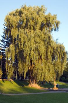 Big willow in Toronto park at sunset
