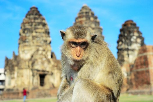 Closeup portrait of a monkey in front of Prang Sam Yot, the Khmer temple in Lopburi