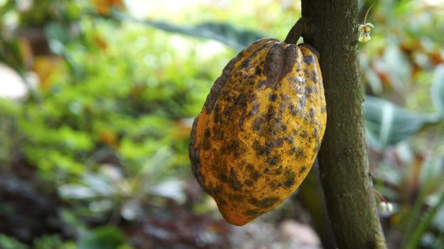 Mexican Cocoa pods