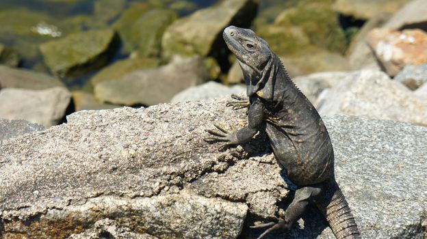 Iguana sitting on a rock in the sun. 