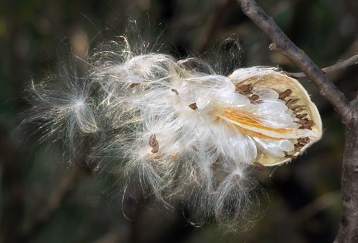 A mature Milkweed Plant as it Releases its Seeds.