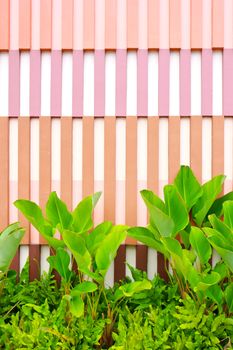 Green plant with colorful wall