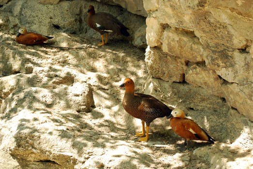 Several male and female wild ducks