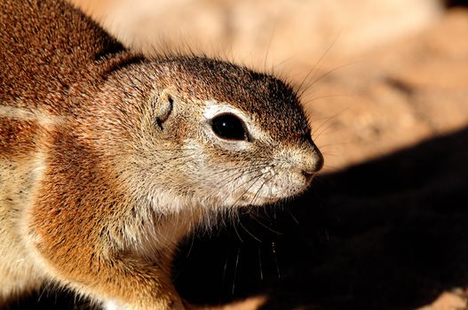 Cape Ground Squirrel (Xerus Inauris). Photo taken at Mata Mata in the Kgalagadi Transfrontier Park, South Africa