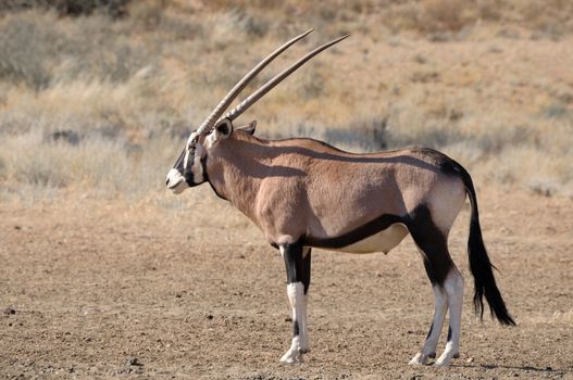 Oryx (Gemsbok) in the Kgalagadi Transfrontier Park, South Africa