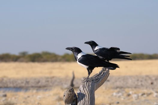 Pied Crows, Corvus albus in the Etosha National Park, Namibia