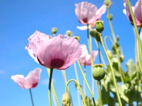 flowers, buds and poppy heads