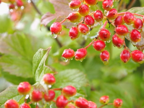 unripe viburnum after the rain